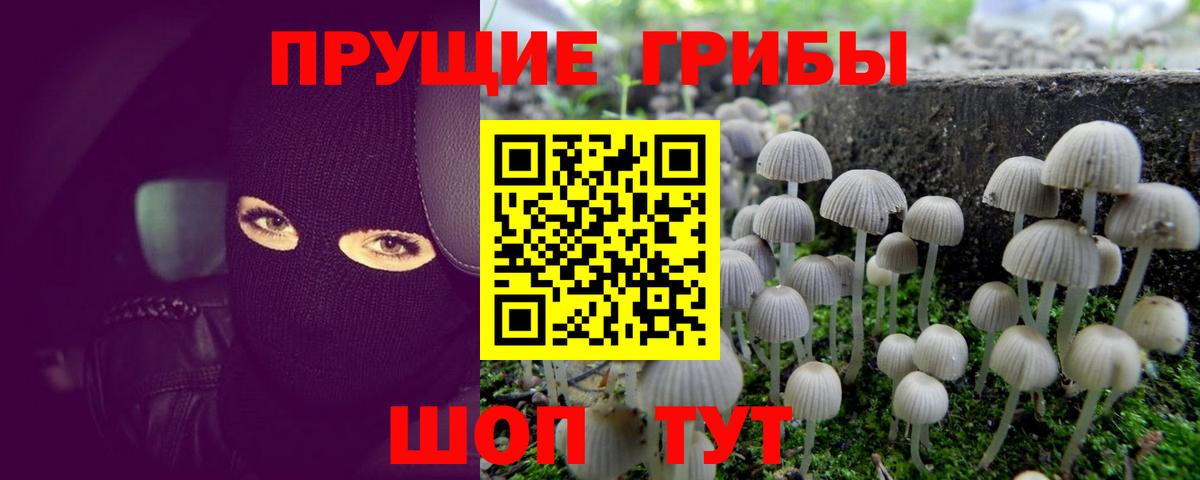 Псилоцибиновые грибы Cubensis Грозный